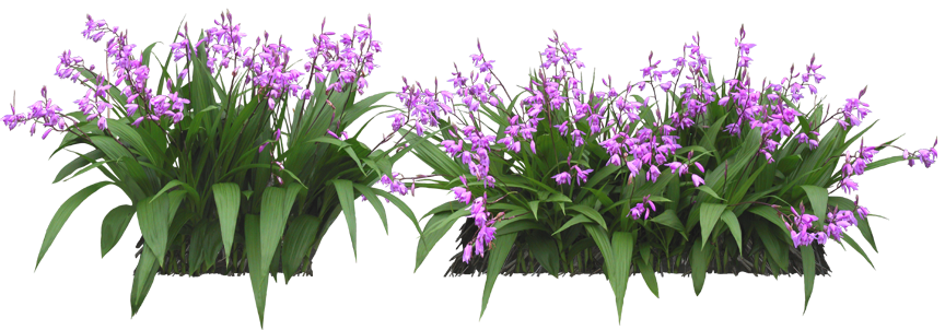 purple-flowers